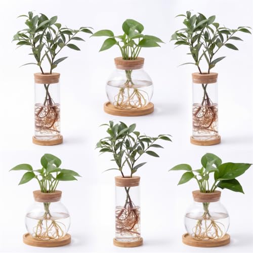Honeydak 6 Pcs Plants Propagation Stations Planter Terrariums with Wooden Lid and Bamboo Stand Round Glass Propagation Vases for Plant Growing Hydroponic Home Office Tabletop Decoration - color: Round Glass Bottle