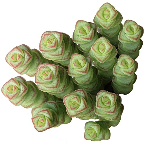 Crassula Baby Necklace 2 inch - Unique Collection of Live Crassula Succulents Easy to Grow Indoor House Plant, Fully Rooted in 2/4/6 inch Size - color: Crassula Baby Necklace, size: 2 inch
