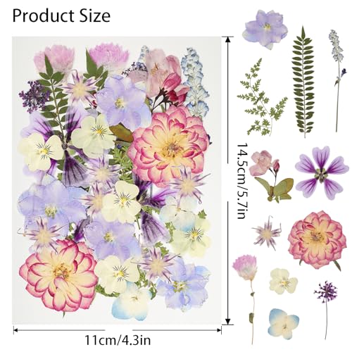 50Pcs Dried Pressed Flowers Resin Mould Real Pressed Flowers Natural Dry Leaves Bulk Mixed Colorful Daisy Herbs Kit with Tweezers for Scrapbooking DIY Candle Jewelry Crafts Making Nails(Purple) - color: Purple