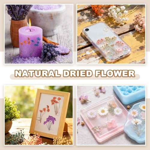 MECCANIXITY 12 Pcs Natural Dried Pressed Flowers for Craft, Lace Real Pressed Dried Flowers Colorful Bouquets for Resin Moulds DIY Scrapbooking Candle Jewelry Making, Dark Pink - color: Dark Pink