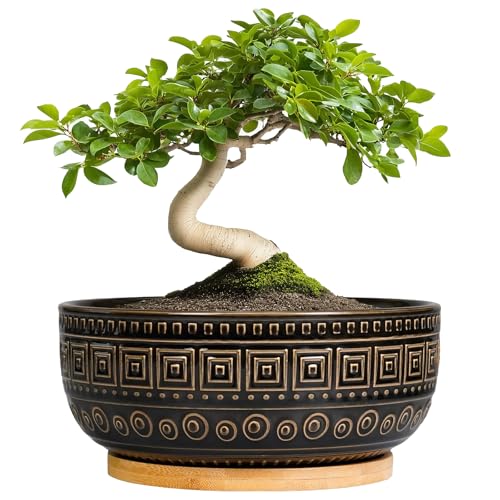 G EPGardening 8 Inch Ceramic Succulent Planter Pots for Indoor Plants Round Shallow Bonsai Planter Pot with Drainage and Bamboo Saucer, Black - color: Black