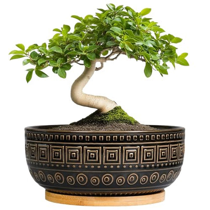 G EPGardening 8 Inch Ceramic Succulent Planter Pots for Indoor Plants Round Shallow Bonsai Planter Pot with Drainage and Bamboo Saucer, Black - color: Black