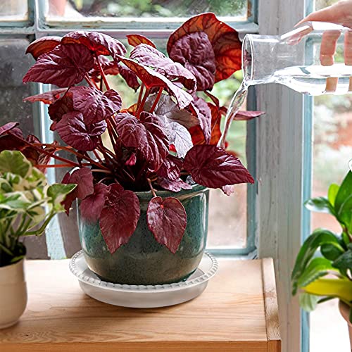 6 Pack Clear Plant Saucer 6 8 10 inch, Durable Plastic Plant Trays for Indoor, Round Flower Plant Pot Saucer, Sturdy Plant Water Catcher Tray - size: 6+8+10 inch