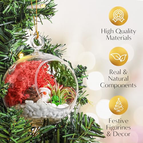 Creations by Nathalie Holiday 4" Glass Globe Terrarium Kit with Live Plant | DIY glass globe terrarium kit with live plant, moss, and essential supplies for creating an indoor terrarium display at home. - size: 4" Ornament Glass Globe