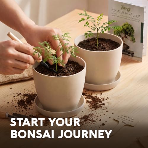 Bonsai Starter Kit – 2X Bonsai Tree