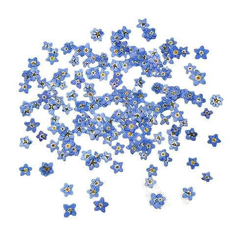 Leadigol Blue Forget Me Not Flowers,Don't Forget Me Dried Flower,Natural Real Dried Pressed Flowers, for Scrapbooking Art Crafts,Jewelry Soap Making,Nails Art Flowers Decorations