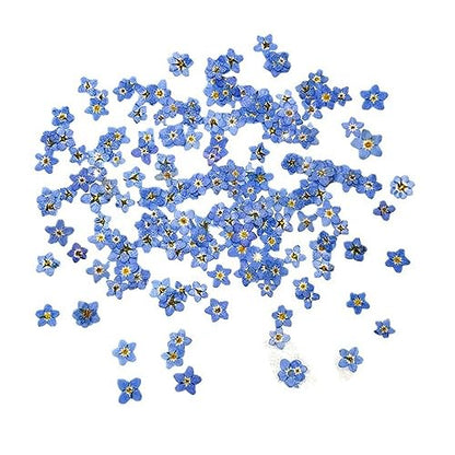 Leadigol Blue Forget Me Not Flowers,Don't Forget Me Dried Flower,Natural Real Dried Pressed Flowers, for Scrapbooking Art Crafts,Jewelry Soap Making,Nails Art Flowers Decorations