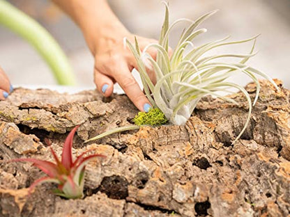 Medium Natural Cork Bark DIY Kit with Mini Xerographica Air Plants, Glue and Hook - Live Tillandsia Succulent House Plant - Wholesale and Bulk - Home and Garden Decor - Easy Care Indoor Outdoor Plants - size: Kit+Xerographica