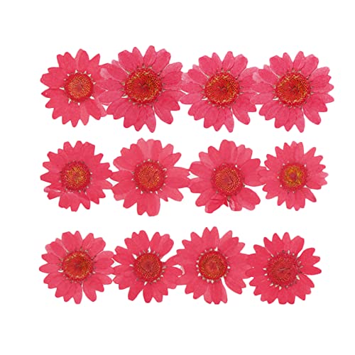 50pcs Natural Dried Daisy Flower, Vacuum Packaging, Pressed Flower for House Decoration, Jewelry Making, Phone case Decoration (Red) - color: Red