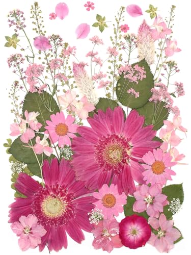 12“ Large Bulk Dried Pressed Flowers for Glass Frame, Real Dry Natural Flower Leaf for Resin Mold, Cake Decor, Holiday Decorations, Phone Cases, Invitations (Pink Fairy) - color: Pink Fairy
