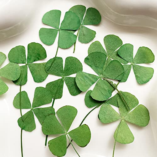 12 Pcs Dried Pressed Four Leaf Clover for Art Crafts DIY, YUNZHI Flat Leaves for Resin,Jewelry Making, Scrapbooking, Soap and Candle Making (0.79-0.98 inches) - size: 0.79-0.98 inches