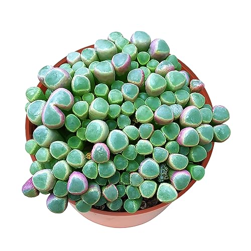Sprout N Green Baby Toes, Live Succulent Fenestraria rhopalophylla Fully Rooted in 4 inch Nursery Pot, House Plant Home Office Wedding Decoration DIY Projects Party Favor Baby Shower - color: Baby Toes