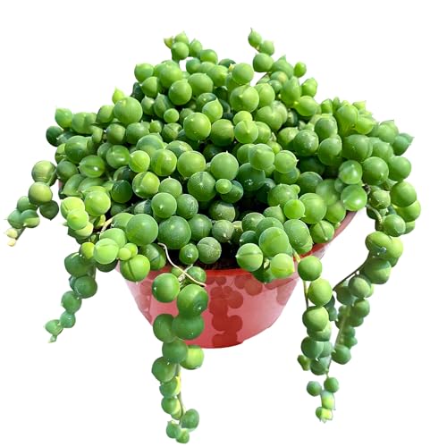 Sprout N Green 4" String of Pearls, Live Trailing Succulent | Fully Rooted in Pots with Soil Mix, for Home Office Wedding Hanging Decor DIY Projects Party Favor, Keep Away from Pets - color: String of Pearls
