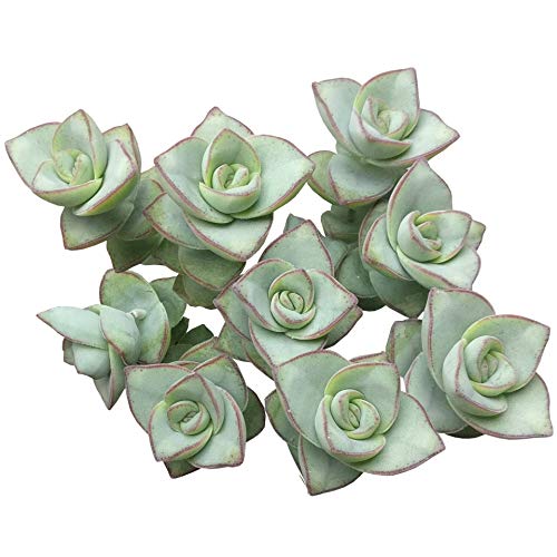 Crassula Ivory Towers Crassula Conjuncta Succulent for Sale 2 inch - Unique Collection of Live Crassula Succulents Easy to Grow Indoor House Plant, Fully Rooted in 2/4/6 inch Size - color: Crassula Ivory Towers, size: 2 inch
