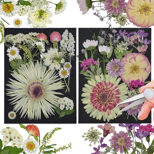 White Dried Pressed Flowers, 40Pcs Real Nature Flowers Set with Tweezers | Pressed Flowers for Resin DIY Jewelry Candle Soap Vase Making Nail Card Scrapbook Art Craft Floral Decor - size: 40 pcs White+Mixed Dried Flowers