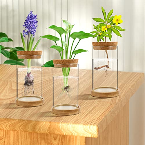 Plant Propagation Stations 3 Pack Plant Terrarium, Propagation Jars Glass Hydroponic Vases for Indoor Plants, Desktop Glass Plant Pot with Lid & Wooden Stand Gardening Gifts for Women Mom Plant Lovers
