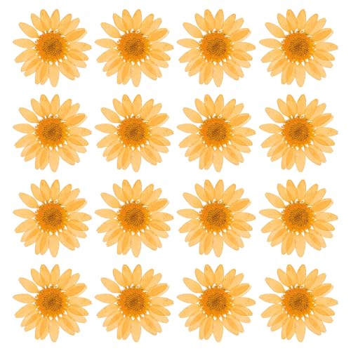 PATIKIL 48 Pcs Dried Pressed Flower Natural Dried Daisy Flower for DIY Art Crafts House Decoration Nails Decoration,Orange - color: Orange