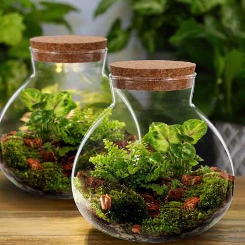 Toddmomy 1pcs Small Glass Plant Terrarium,Desktop Glass Succulent Plant Terrarium with Wooden Lid for Home, Garden, Office Decoration
