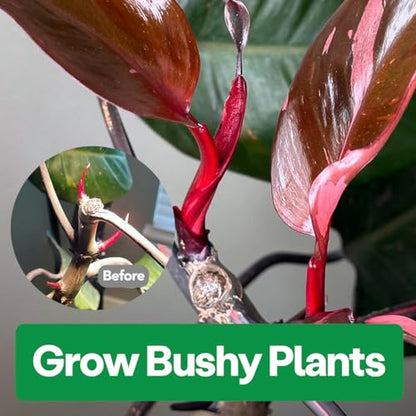 Noot 'Keep House Plants Alive' Bio-Organic Plant Food Liquid Fertilizer, Makes 3.5 Gallons, Root Boosting Mycorrhizae, Fast Growth for Monstera, Aroid, Succulent, Orchid - Use Every Watering (1 Vial) - size: Noot Plant Food (Makes 3.5 Gallons)