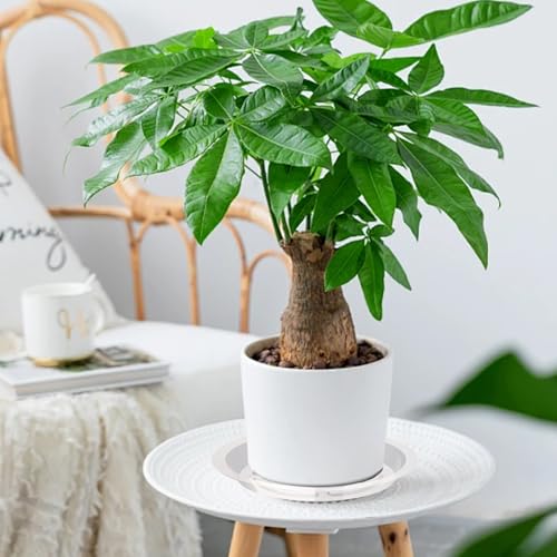 100 Pack Plastic Plant Saucers 6 Inch Clear Plant Water Trays | Durable Plastic Flower Pot Saucers, Plant Drip Trays, Suitable for Indoor and Outdoor Plants, Lightweight, Home Decor