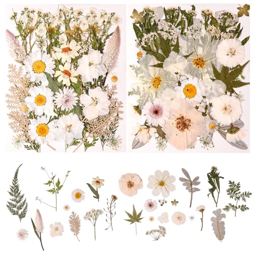 80PCS Natural Color Pressed Dried Flowers, White - color: White