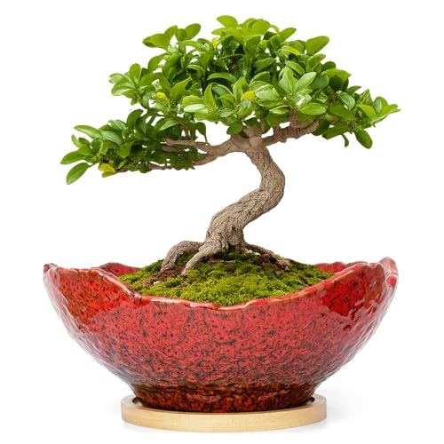 ARTKETTY Bonsai Pots - 9.06'' Ceramic Pots for Indoor Plants, Large Succulent Pots with Drainage Bamboo Tray, Unique Bonsai Tree Planters Round Cactus Flower Plant Container Bowl Home Office Decor - color: Red