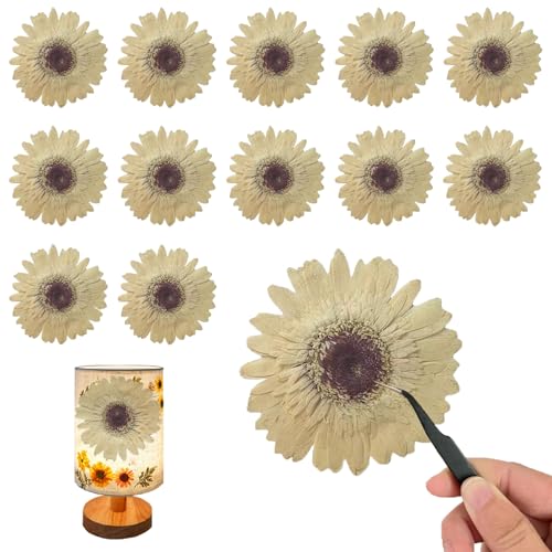 ALJ White Large Size Dried Pressed Sunflowers for Resin Crafts Embellishment, Natural Real Pressed African Daisy for Resin DIY Jewellery Candle Making Phone Case Home Wedding Decor (3.14-3.54IN) - color: Sunflowers-white