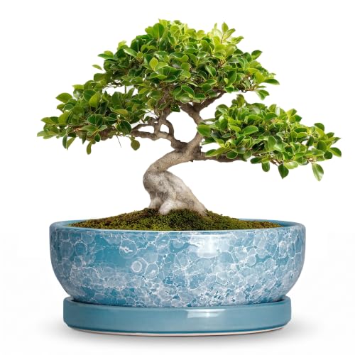 Bonsai Tree Pots, 10 Inch Ceramic Bonsai Planter, Droplet Blue - color: Droplet Blue, size: 10 Inch