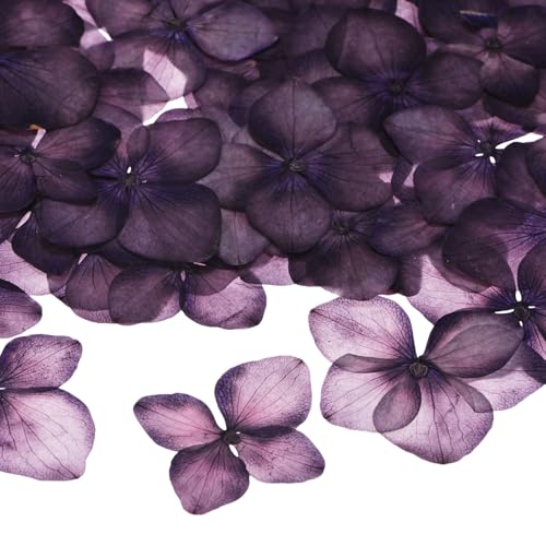 M METERXITY 12-Pack Dried Pressed Flowers for Resin, Real Natural Bulk Dry Floral for Crafts/DIY Jewelry/Soap Making/Scrapbooking/Candle/Epoxy Resin Supplies//Photo Frames [Dark Purple] - color: Dark Purple