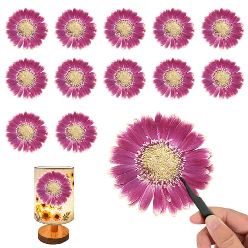 ALJ Rose Red Dried Pressed African Daisy for Resin Crafts Embellishment, Large Size Natural Sunflowers, Barberton Daisy for DIY Jewellery Candle Making Phone Case Home Wedding Decor (3.14-3.54IN) - color: Sunflowers-rose Red