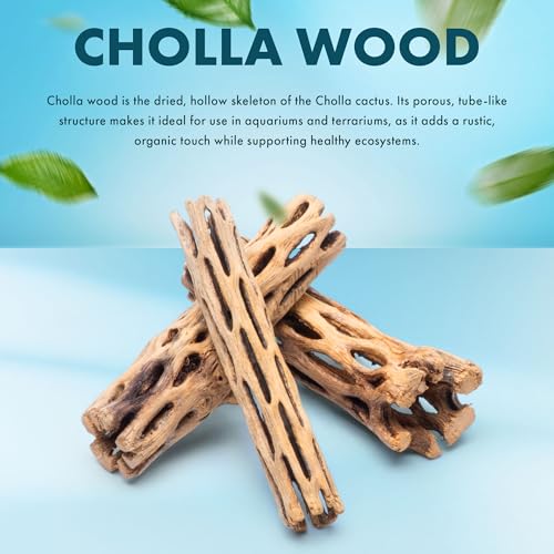 Natural Cholla Wood - Driftwood for Aquariums, Air Plant Base, Hermit Crab and Freshwater Shrimp Hideout, Fish Tank Decoration, Chinchilla Chews, Reptile Habitat Wood - 6 Inch, 5pc - size: 6 Inch, 5pc