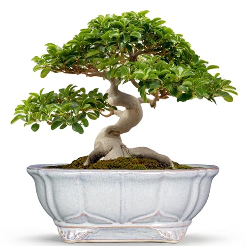 13.2 Inch Succulent Pots - Ceramic Bonsai Tree Pots with Drainage Hole, Shallow Succulent Planters for Indoor Plants Outdoor, Decorative Flower Pot, Home Decor, Plant Lover Gifts, Oval Grey - color: Oval Grey, size: 13.5 Inch