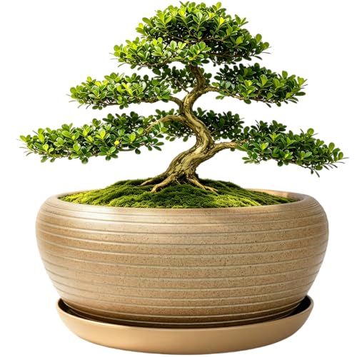 MUZHI 9.5” Round Large Ceramic Bonsai Bowl Planter，Clay Succulent Plant Pot Container with Saucer (9.5”) - size: 9.5"