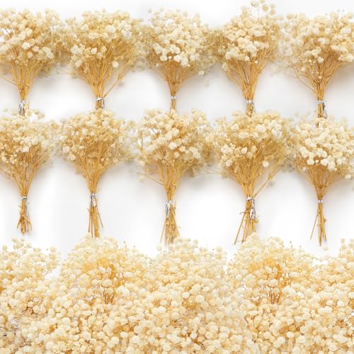 6500+ Mini Dried Baby's Breath Flowers, 6'' Natural Ivory White Flowers | 140Pcs Pressed Gypsophila Bouquet Present for Resin Art Craft DIY, Valentine's Day, Wedding Wreath, Card Making, Home Decor