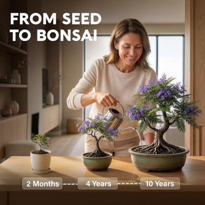Bonsai Starter Kit – 2X Bonsai Tree