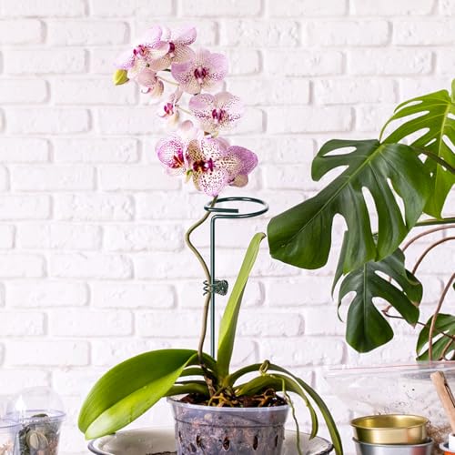 Mwellewm 3 Sets Plant Stakes 12/25/36 Inch Adjustable Plant Support Stakes Tall for Indoor Outdoor Plant Holder Stick Steel Garden Stem Pole Amaryllis Stakes with 15 Clip for Tomato Orchid Lily Flower - size: 3 pcs set