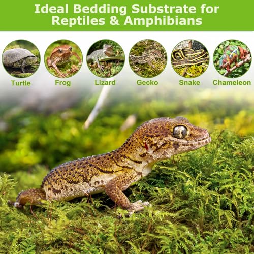 Legigo 1.3LB Sphagnum Moss for Plants, 25QT Natural Long Fiber Orchid Moss | Drainage & Moisture Retention, Green Plant Moss for Orchid Repotting, Carnivorous, Succulents, Reptile Bedding & Terrariums - size: 1.3LB