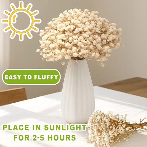 2500+ Mini Dried Babys Breath Flowers, 75 Pcs Ivory White Baby Breath Flowers, Natural Dried Gypsophila Bouquets for Rustic Wedding Decor, DIY Crafts, Gift Wrapping, Vase Arrangement - size: 6 inch