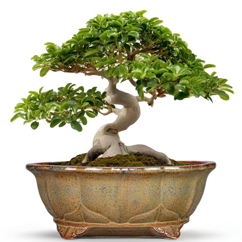 13.2 Inch Bonsai Planter - Ceramic Bonsai Pots with Drainage Hole, Succulent Pots for Indoor Outdoor Plants, Shallow Succulent Planters, Garden Decor, Gifts for Gardeners, Oval Yellowish Brown - color: Oval Yellowish Brown, size: 13.5 Inch