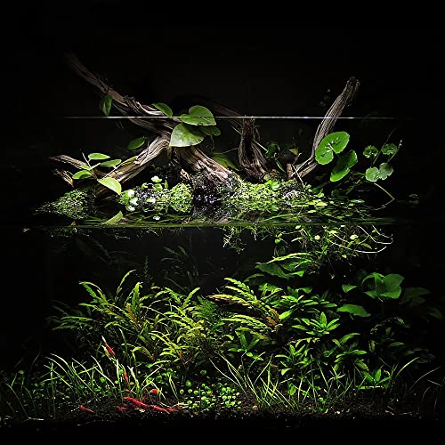 Ultum Nature Systems Controsoil - Freshwater Aqua Soil Substrate for Fish, Shrimp, Live Plant Propagation and Aquascaping - 6.8pH Low Ammonia, Volcanic Ash - Black, Extra Fine (10 Liter) - color: Black - Extra Fine, size: 10 Liters (9.1 kg)
