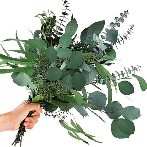 Real Dried Eucalyptus Leaves Stems, Silver Dollar and Seeded Mixed, 12Pcs
