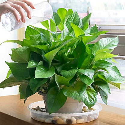 MUDEELA 6-Pack Plastic Plant Saucers Tray for Indoor, 10 Inches, Clear | Durable, Thicker, Stronger, Deeper, Round Plant Dish Pant Plate to Catch Water for Flower and Plant Pot - size: 10" - 6 Pack
