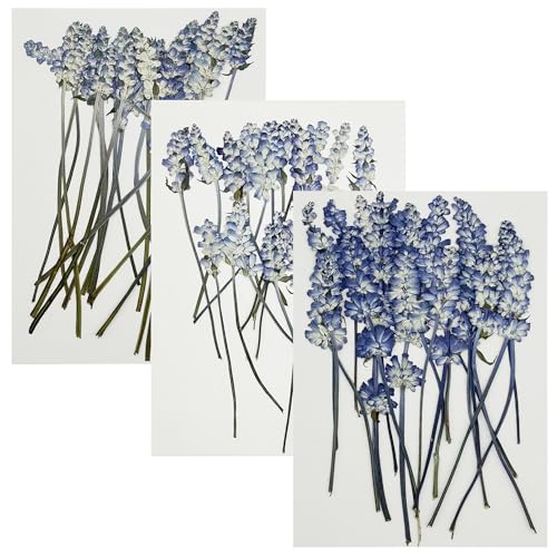 Cayway Natural Dried Pressed Flowers, Natural Dry Flowers Leaves for Art Crafts Resin, Scrapbooking Candles Soap Making DIY, 60 PCS Tailgrass - color: Blue-white
