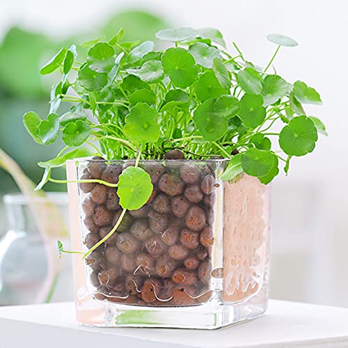 Leca Expanded Clay Pebbles 5LBS Grow Media for Indoor Plants Hydroponic Growing Gardening System Supplies … - size: 5LBS