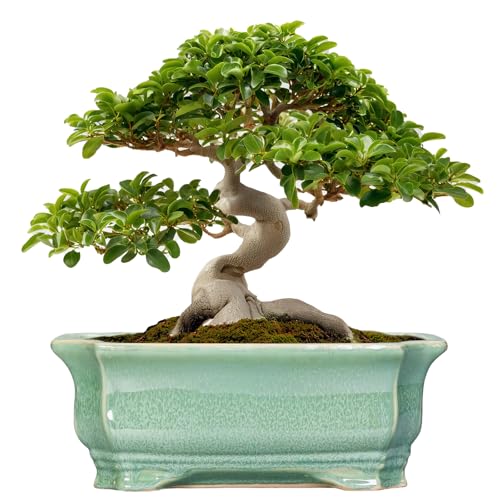 Bonsai Pots - 13.7 Inch Rectangle Ceramic Pots for Plants, Large Succulent Planter with Drainage Hole, Decorative Planters for Indoor Outdoor, Garden House Decor, Housewarming Gifts, Green - color: Rectangular Green, size: 13.5 Inch