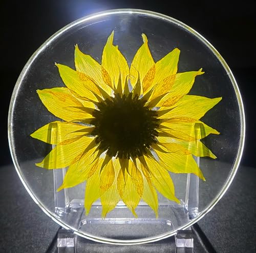 3.9" Real Golden Sunflower in Crystal Clear Lucite Resin Specimen Office Home Table Wall Kitchen Party Decor Botanist Herb Herbarium Paperweight Botany Display Collection Gift + Stand - color: Golden Sunflower