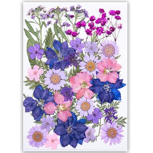 35Pcs Dried Pressed Flowers for Resin DIY Art Crafts Natural Dry Floral Daisy Epoxy Jewelry Real Rose Flower Decor Cakes Bookmarks Phone Cases Candles Handmade Soap, Purple/35pcs - color: Purple&pink