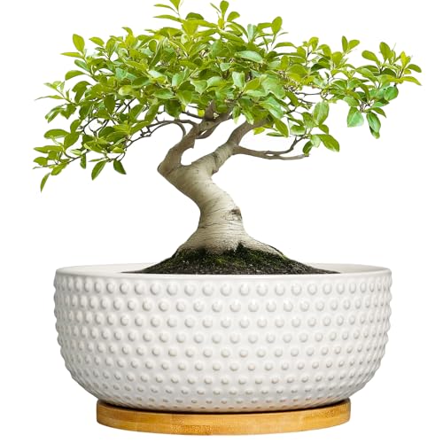 Succulent Pots 8 Inch - Ceramic Bonsai Planters for Indoor Plants, Plant Pot with Drainage Hole and Saucer, Shallow Round Flower Planter, Modern Room Decor, Gifts for Plant Lover, White - color: Off-white