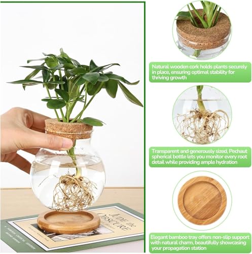 Plant Propagation Station, Hydroponic Glass Container Vase Jars, with Saucer for Desks, Houses, Garden Decorations, Home Kitchen Decorations and Gifts for Plant Lovers