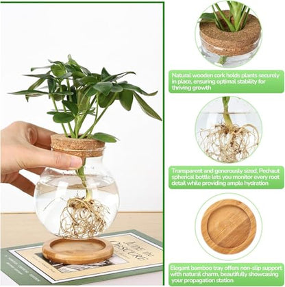 Plant Propagation Station, Hydroponic Glass Container Vase Jars, with Saucer for Desks, Houses, Garden Decorations, Home Kitchen Decorations and Gifts for Plant Lovers